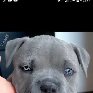 Meet your Posher, Donald